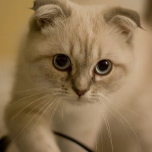 What Do Animals Think and Feel?