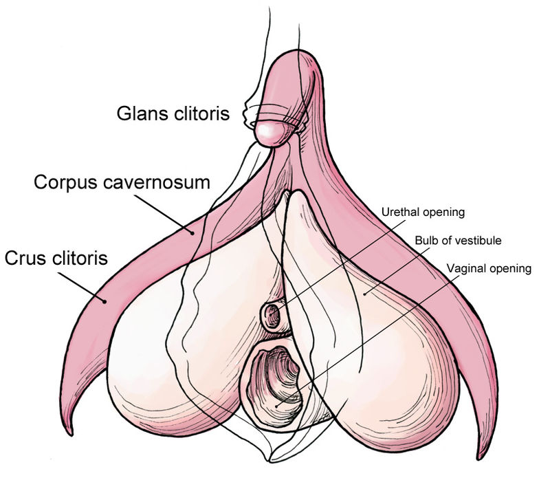 Anatomy, Clitoris