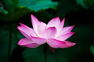 Kamala Harris was named after the lotus flower