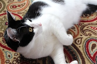 What AI Has to Say About Cats