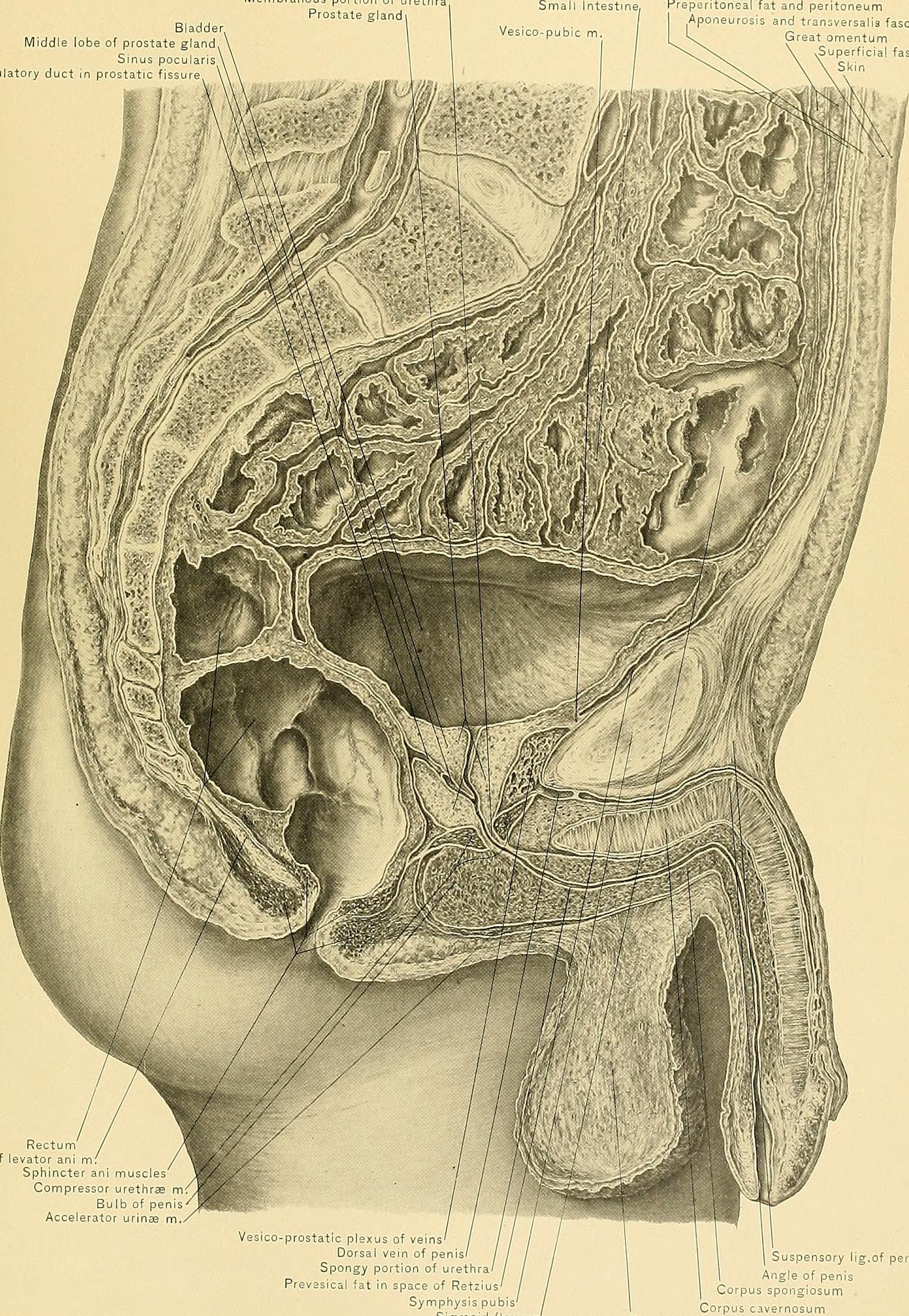penis anatomy, sexual trivia