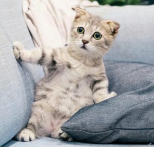 Cat whisperer for a Scottish Fold cat