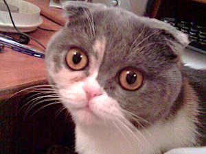 People being cheated in website development, SEO and promotion