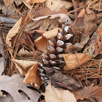 State flower of Maine, USA, the white pine cone